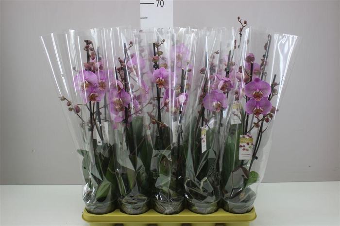 <h4>Phal Jillion 2 Tak</h4>