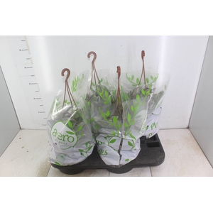TRADESCANTIA FLUMINENSES TRICOLOR C21