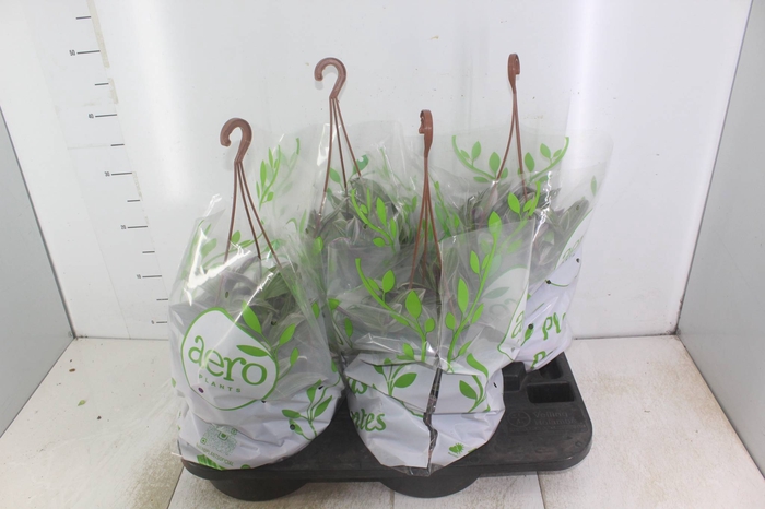 <h4>TRADESCANTIA FLUMINENSES TRICOLOR C21</h4>