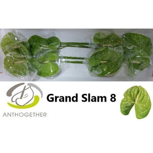 Anthurium Grand Slam