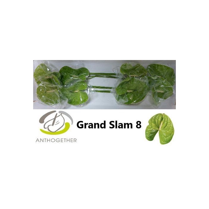 <h4>Anth A Grand Slam</h4>
