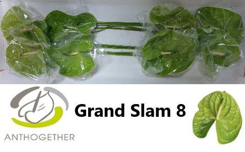 <h4>ANTH A GRAND SLAM</h4>