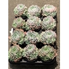 Echeveria elegans