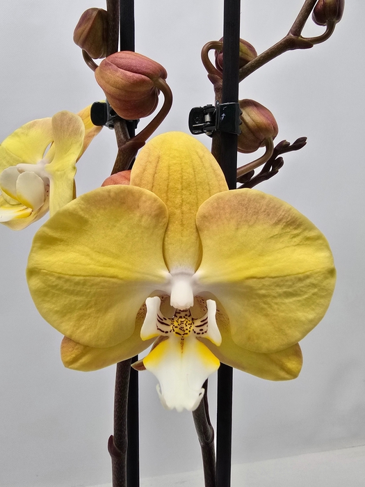 <h4>Limited 65 week 6</h4>