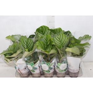 CALATHEA ORBIFOLIA P12