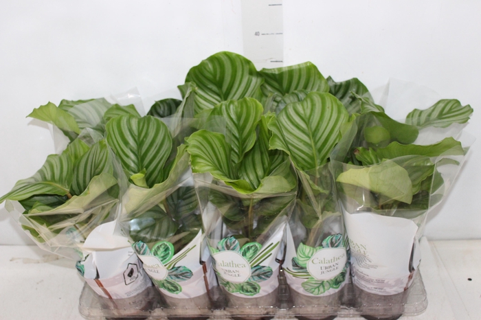 <h4>CALATHEA ORBIFOLIA P12</h4>