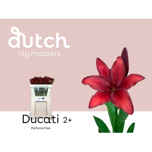 LI AS DUCATI& 2 kop