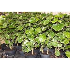 ARVORE DA FELICIDADE BALFOURIANA VARIEGATA P17