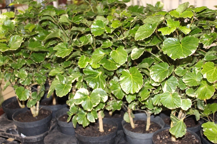 <h4>ARVORE DA FELICIDADE BALFOURIANA VARIEGATA P17</h4>