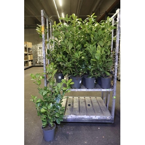 Prun La Rotundifolia