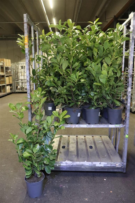 <h4>Prun La Rotundifolia</h4>