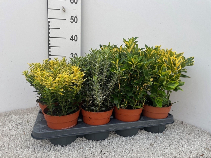 <h4>Euonymus Mixtray P13</h4>