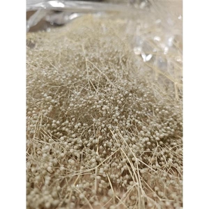 GESTABILISEERD GYPS MILLION STAR BEIGE