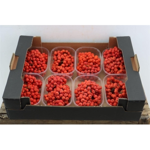 Sier Sorbusbes Red X8