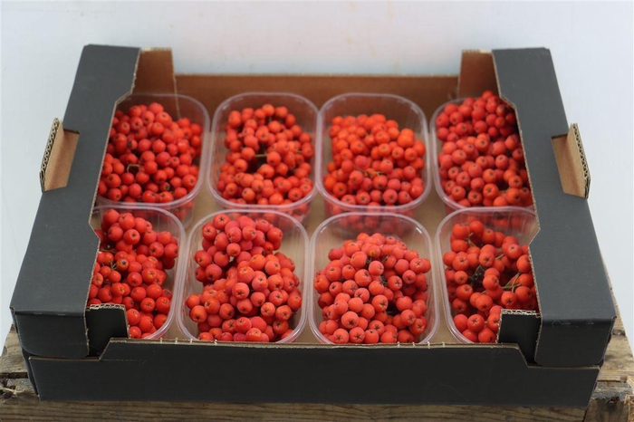 <h4>Sier Sorbusbes Red X8</h4>