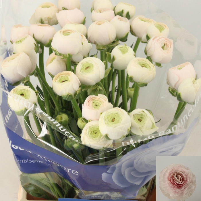 <h4>RAN SU HANOI</h4>