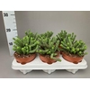 Crassula marnieriana