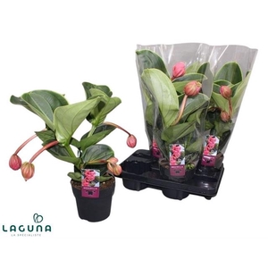 Medinilla Magnifica lambada 14Ø 50cm 4fl