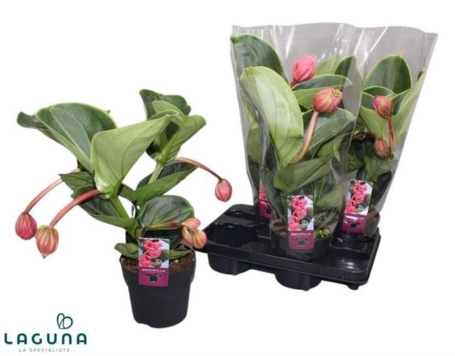 Medinilla Magnifica lambada 14Ø 50cm 4fl