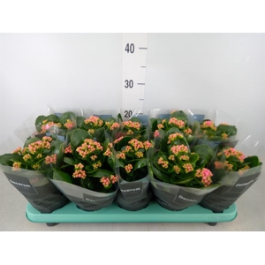 Kalanchoe blos. 'Serenity Pink'