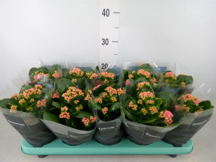<h4>Kalanchoe blos. 'Serenity Pink'</h4>