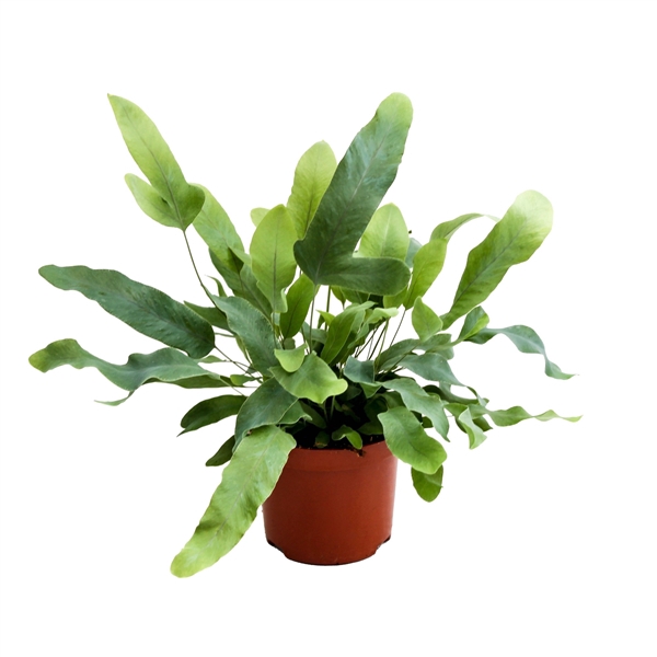 <h4>Phlebodium Blue Star (Blauwvaren)</h4>