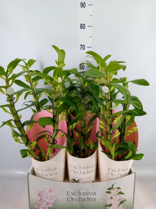 <h4>Dendrobium nob. 'StarCla Apollon'</h4>