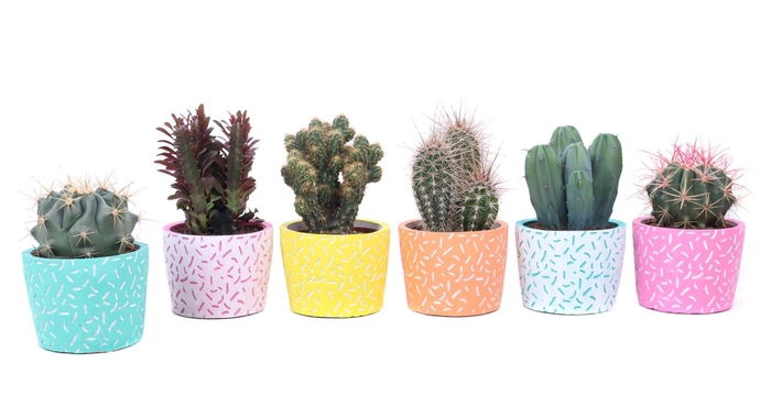 <h4>Cactus mix 10,5 cm in Merida sierpot</h4>