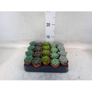 Echeveria   ...mix