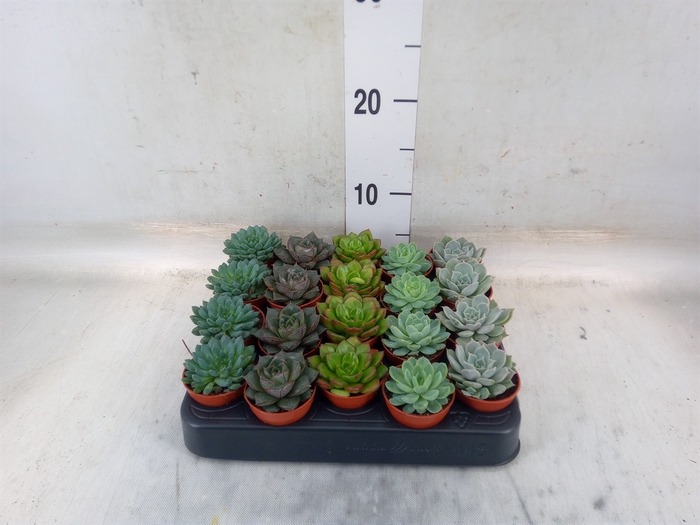 <h4>Echeveria   ...mix</h4>