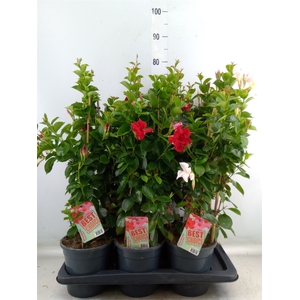 Mandevilla  'Sundavil'   ...mix