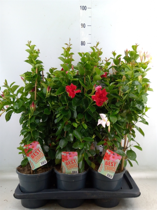 <h4>Mandevilla  'Sundavil'   ...mix</h4>