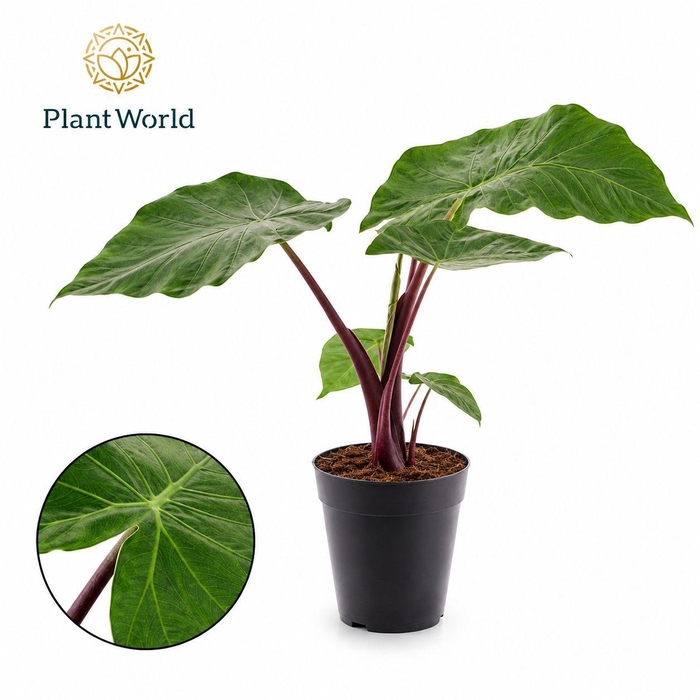 <h4>Alocasia Imperial Red</h4>