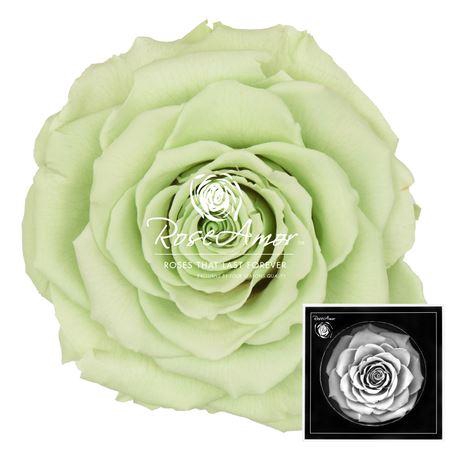 <h4>Bonita Gre04</h4>