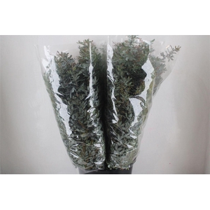 Mimosa Baleana P Bunch