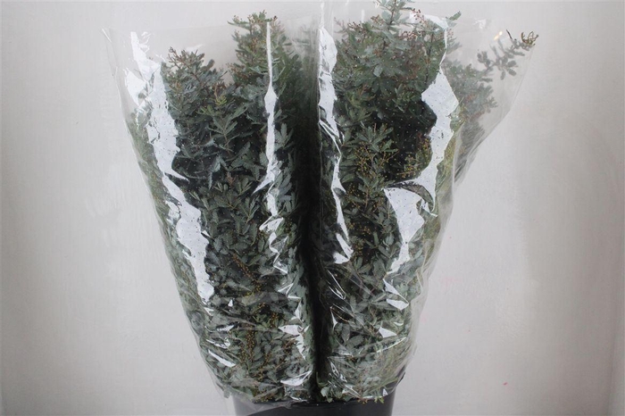 <h4>Mimosa Baleana P Bunch</h4>