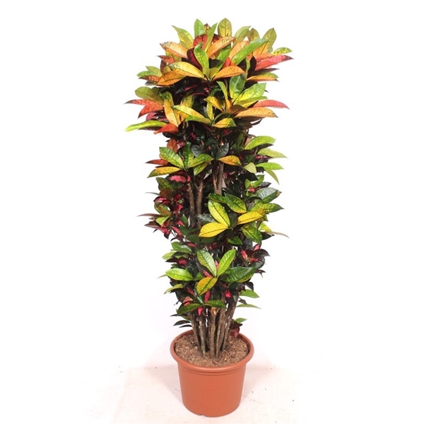<h4>Codiaeum variegatum kleinbladig 'Mrs Iceton'</h4>