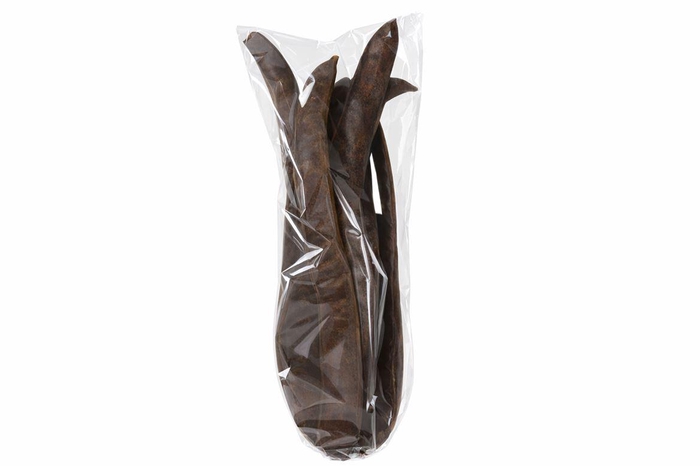 <h4>Giant Bean 6 Bundle</h4>