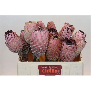 Protea Barbigera No Leaves