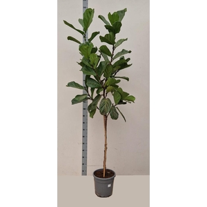 FICUS LYRATA