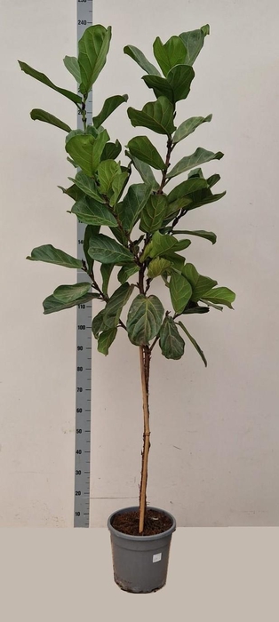 <h4>FICUS LYRATA</h4>