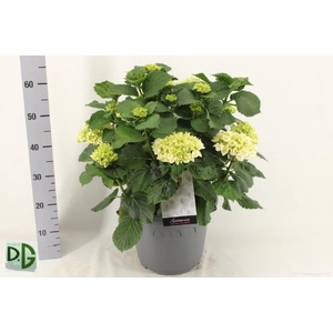 HYDR M CRYSTAL PALAC