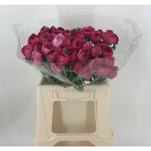 Ran Eleg Sup Light Pink Rosa