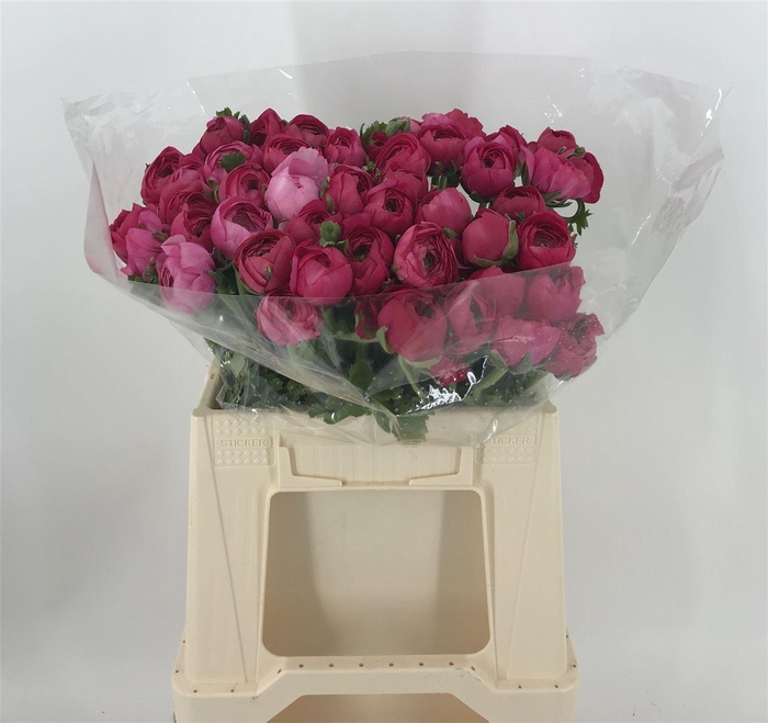 <h4>Ran Eleg Sup Light Pink Rosa</h4>