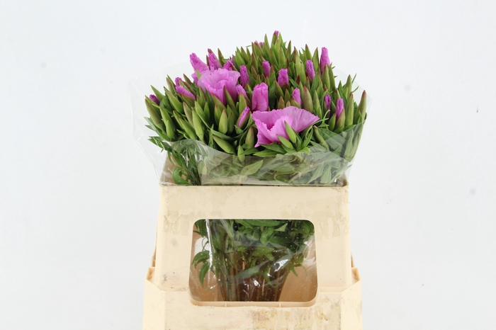 <h4>GODEZIA LAVANDER</h4>