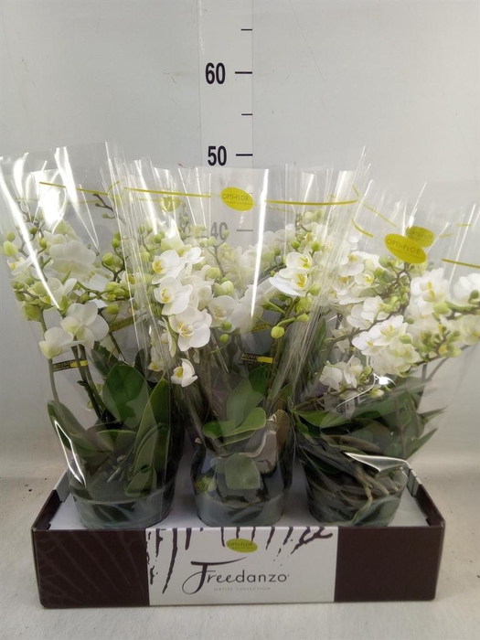<h4>Phalaenopsis multi.   ...white</h4>