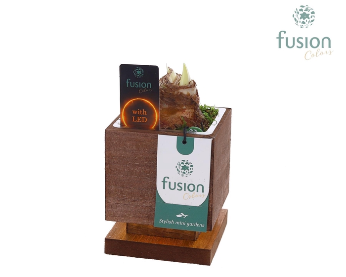 <h4>The Green Lighting Garden LED Small met Amaryllis</h4>