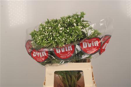 <h4>Phlox Whitecap</h4>