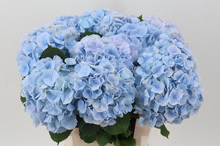 <h4>Hydr M Ch Verena Bl</h4>