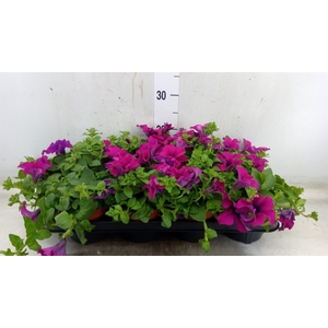 Petunia  'Sunpleasure Purple'